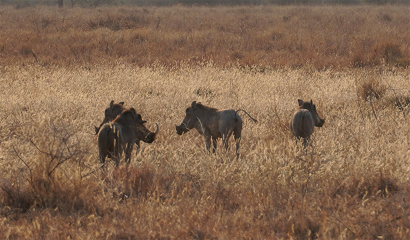 Tarangiri, divlje svinje